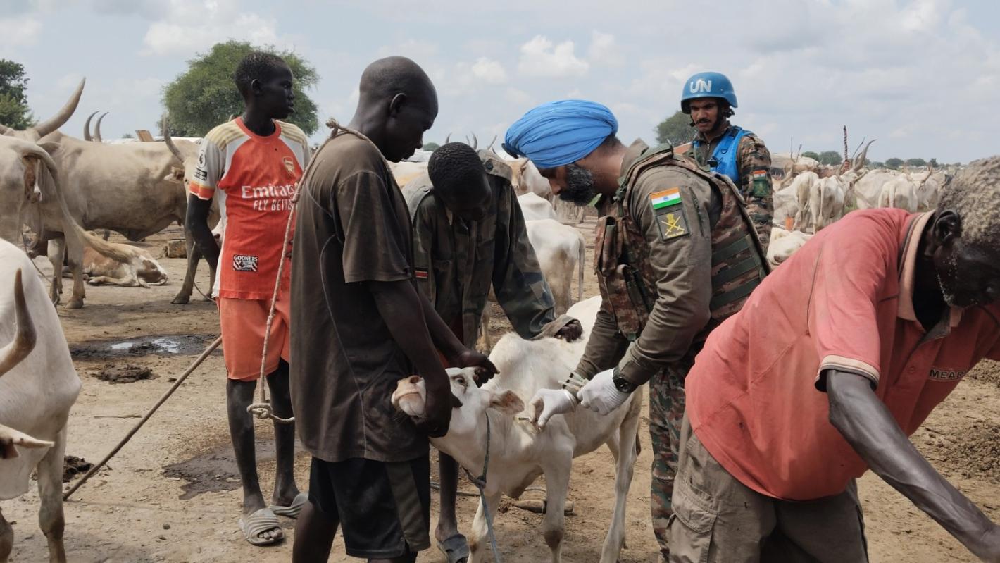 Indian veterinarian treats livestock in Bor
